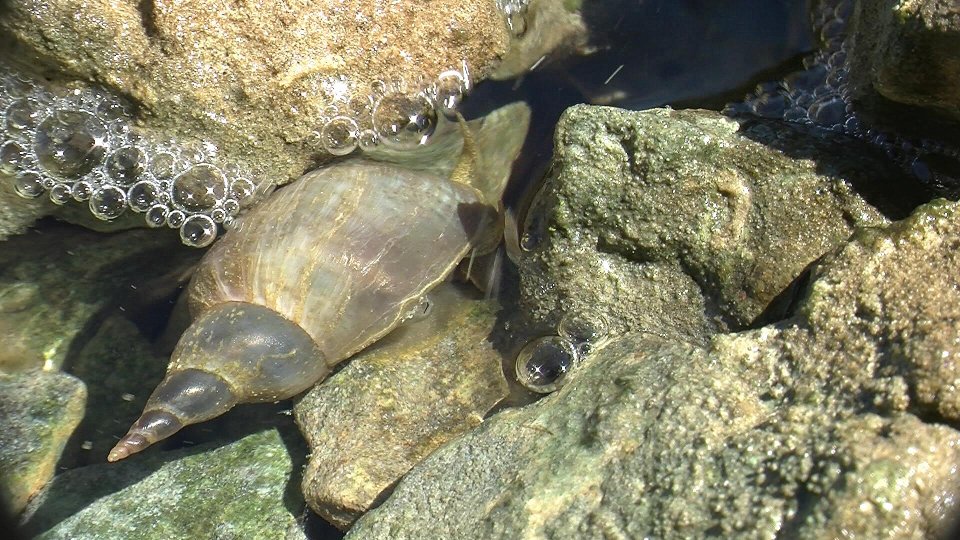 Rospetto da identificare - Rana temporaria